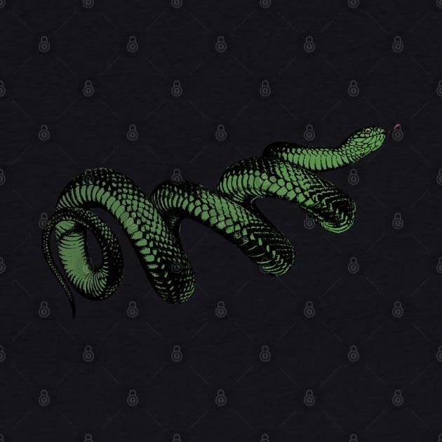 Coiled Snake by Stevendan